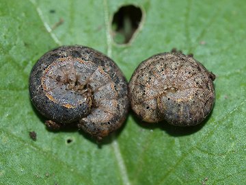幼虫 ヨトウムシ ヨトウムシ（夜盗虫）が発生する原因とは？ヨトウムシの退治方法と予防対策