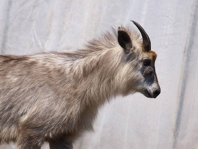 �t�̃J���V�J