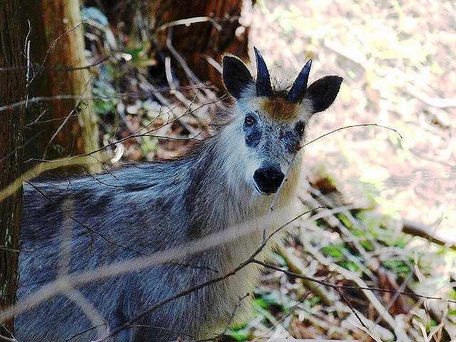 ���т̃J���V�J