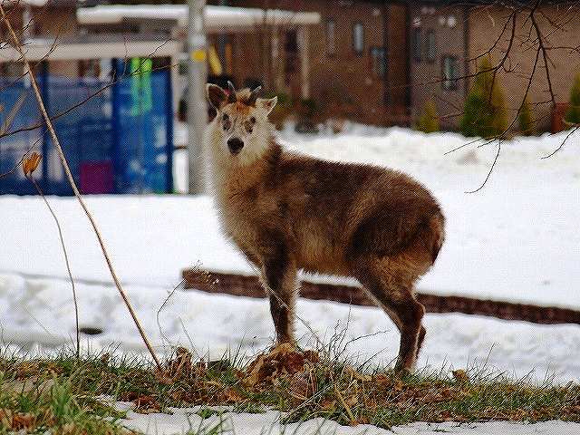 �~�т̃J���V�J