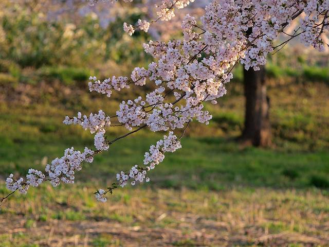 2010�N5��1���B�e