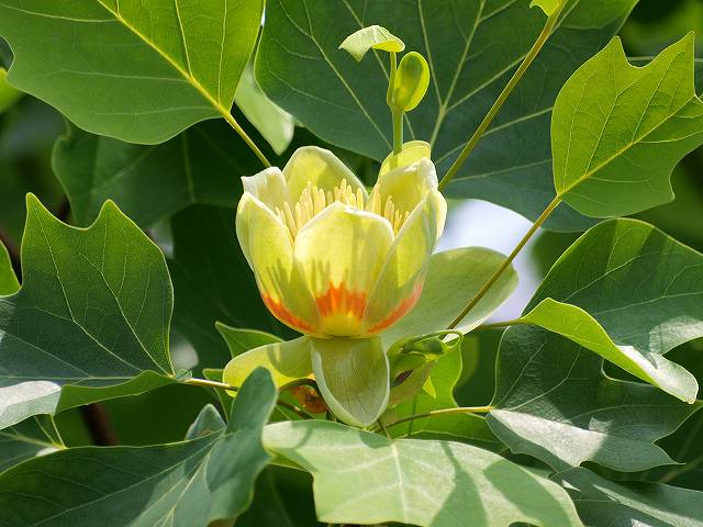 2011/6/9�̃����m�L