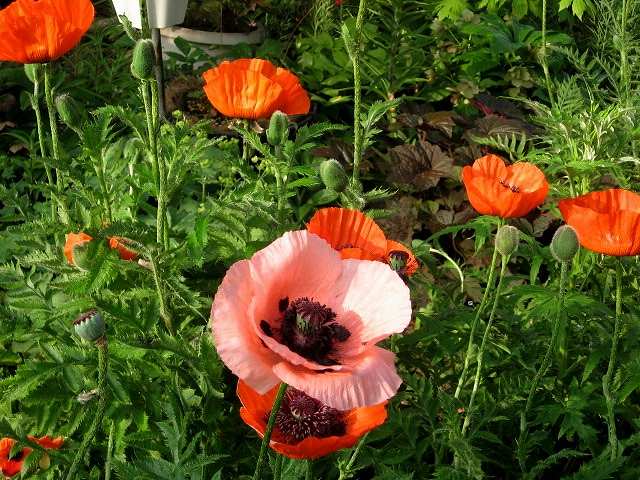 �I���G���^���|�s�[�A�ʖ� �I�j�Q�V(�S�H�q)